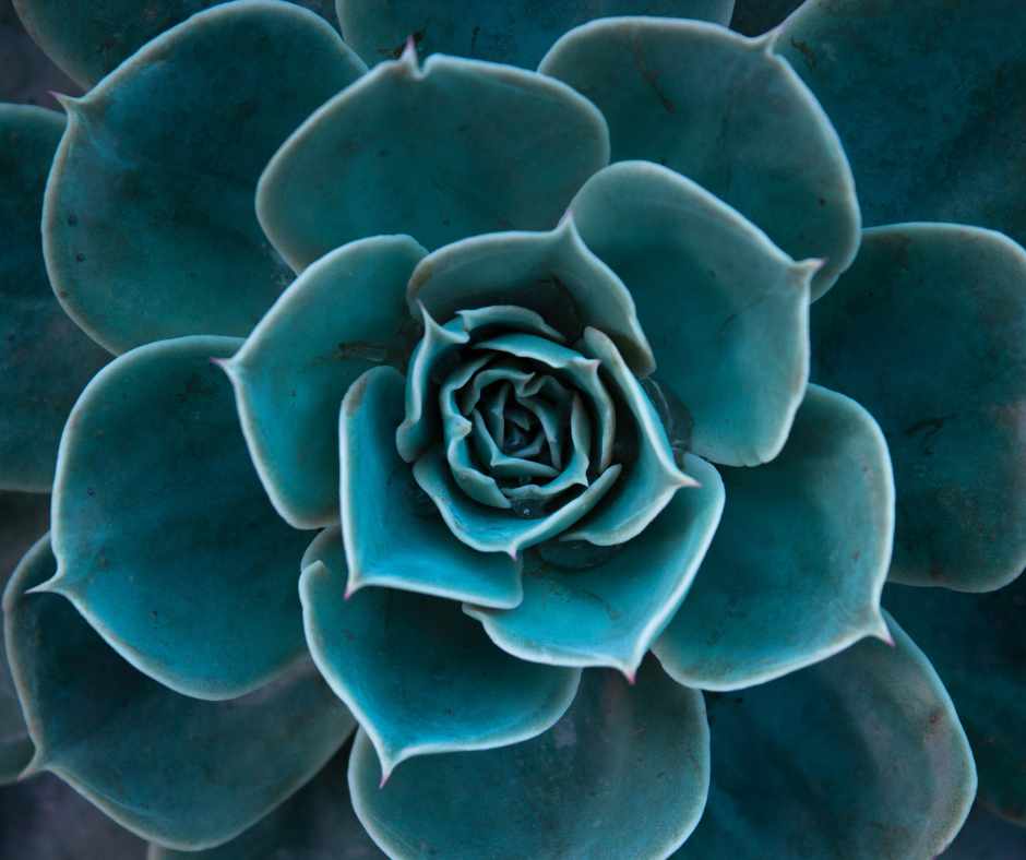 teal colored succulent